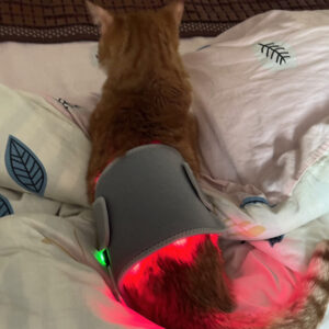 Infrared Red Light Therapy Belt Wrap For Dogs Cats