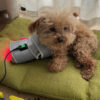Infrared Red Light Therapy Belt Wrap For Dogs Cats
