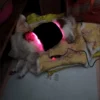 Cold Laser Therapy Device For Dogs Infrared Light Therapy For Pets Red Light Belt
