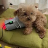 Cold Laser Therapy Device For Dogs Infrared Light Therapy For Pets Red Light Belt
