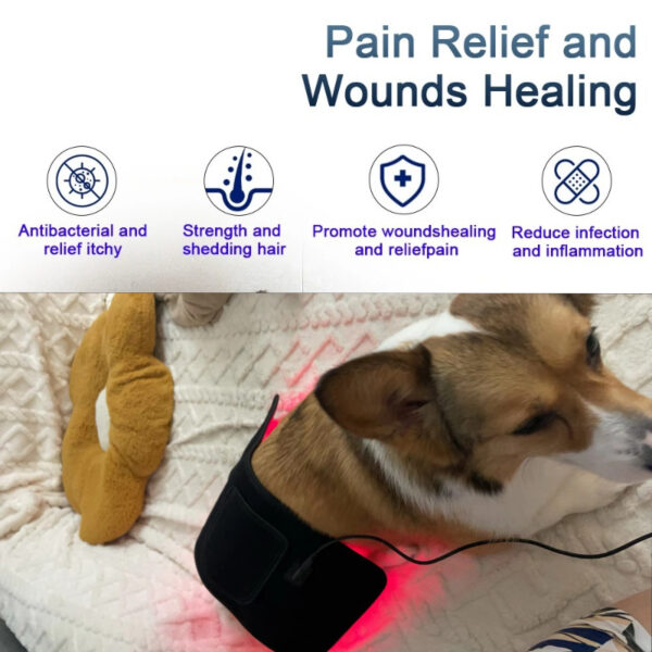 Pet Led Therapy Light - Physiotherapy For Dog Pain Relief