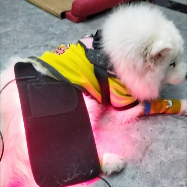 Red Light Therapy Wrap Belt For Dog Back 660Nm 850Nm