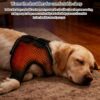 1005010635922081_1 Adjustable Dog Shoulder Harness Knee Brace Joint Wrap Front Leg Protecting