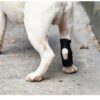 1005010725583155_2 Dogs Hock Joint Brace Pet Knee Pads Dogs Injury Recovery
