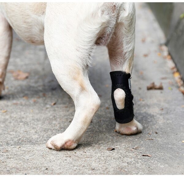 1005010725583155_2 Dogs Hock Joint Brace Pet Knee Pads Dogs Injury Recovery