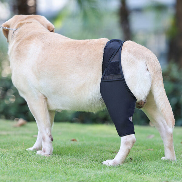 Dog Leg Support Brace Joint Wrap Injury Recovery Protector