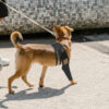 Adjustable Dog Hind Leg Protector Wrap Recovery Sleeve For Arthritis