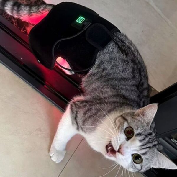 1005012320801605_2 Automatic Timing Pet Red Light Recovery Device Circulation Relieve Discomfort Dog