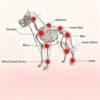 1005012621232379_3 Veterinary Red Light Led Therapy Physiotherapy Equipment For Pet Dog Pain Relief